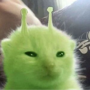 Meet your Posher, Raven